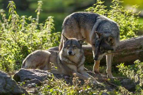Grey wolf in the forest Stock Photos