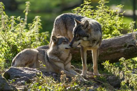 Grey wolf in the forest Foto stock