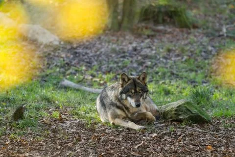Grey wolf in the forest Foto stock