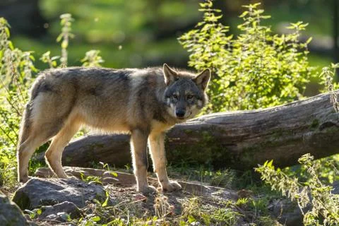 Grey wolf in the forest Stock Photos