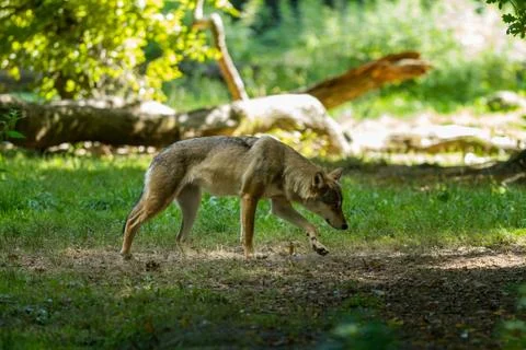 Grey wolf in the forest Stock Photos