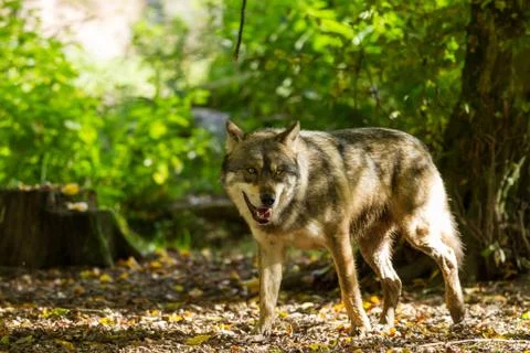 Grey wolf in the forest Stock Photos