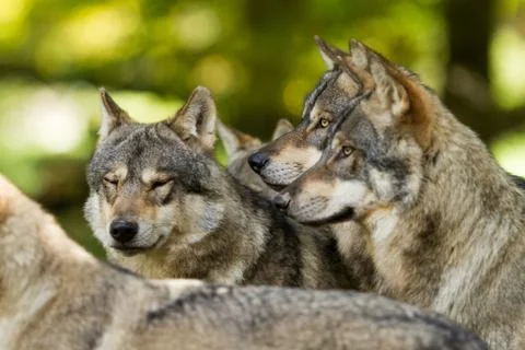 Grey wolf in the forest Stock Photos