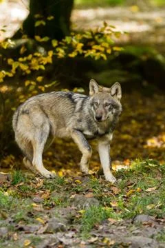 Grey wolf in the forest Foto stock