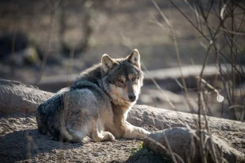 Grey wolf in the forest Foto stock