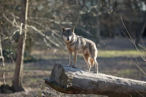 Grey wolf in the forest Stock Photos