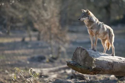 Grey wolf in the forest Foto stock