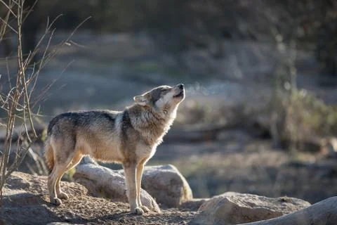 Grey wolf in the forest Foto stock
