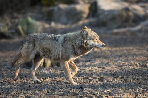 Grey wolf in the forest Stock Photos