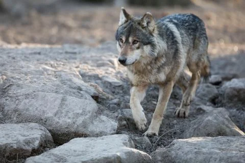Grey wolf in the forest Stock Photos