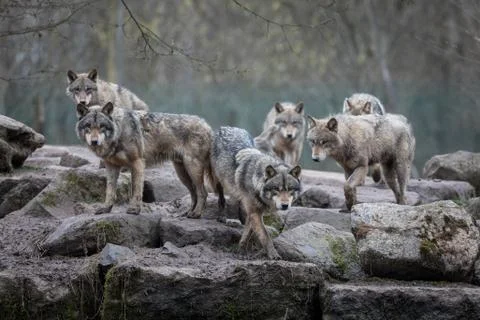 Grey wolf in the forest Stock Photos
