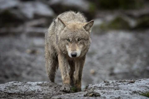 Grey wolf in the forest Stock Photos