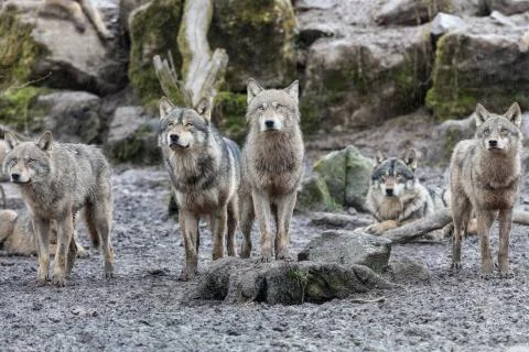 Grey wolf in the forest Stock Photos