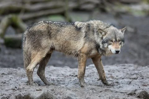 Grey wolf in the forest Stock Photos