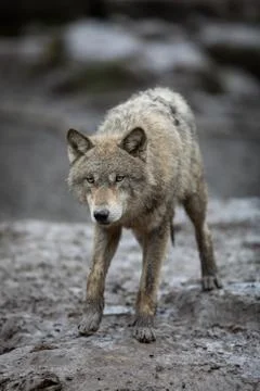 Grey wolf in the forest Stock Photos