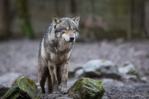 Grey wolf in the forest Stock Photos