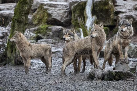Grey wolf in the forest Stock Photos