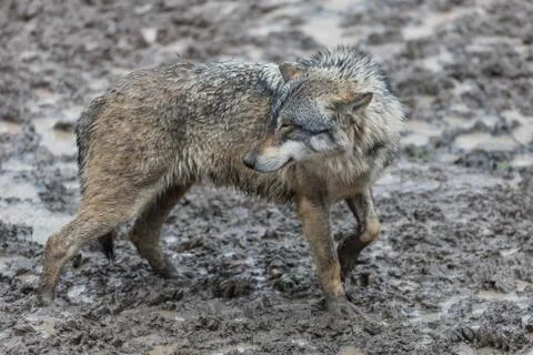 Grey wolf in the forest Stock Photos