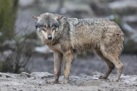Grey wolf in the forest Foto stock