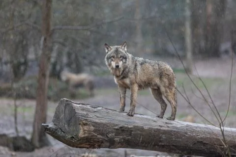 Grey wolf in the forest Foto stock