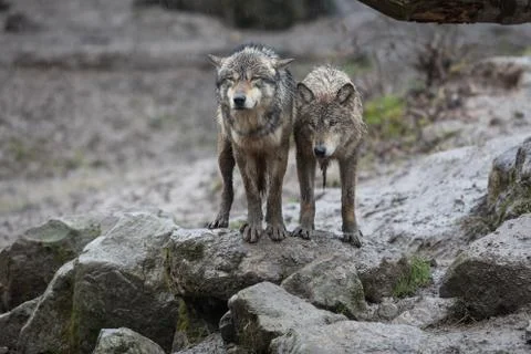 Grey wolf in the forest Foto stock