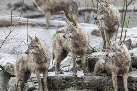 Grey wolf in the forest Stock Photos