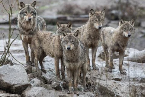 Grey wolf in the forest Stock Photos