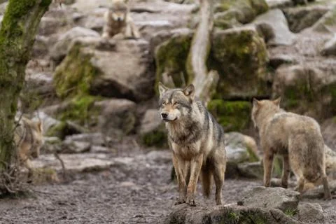 Grey wolf in the forest Stock Photos