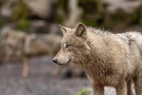 Grey wolf in the forest Stock Photos
