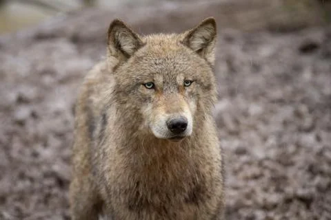 Grey wolf in the forest Foto stock