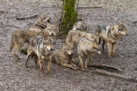 Grey wolf in the forest Stock Photos