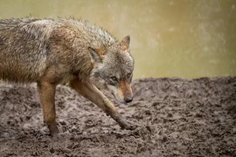 Grey wolf in the forest Foto stock