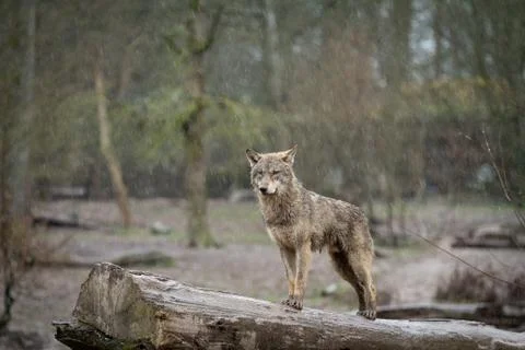 Grey wolf in the forest Stock Photos