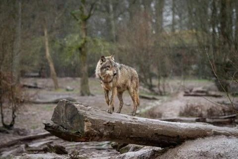 Grey wolf in the forest Foto stock