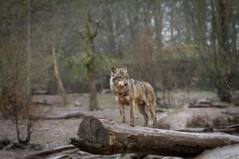Grey wolf in the forest Stock Photos
