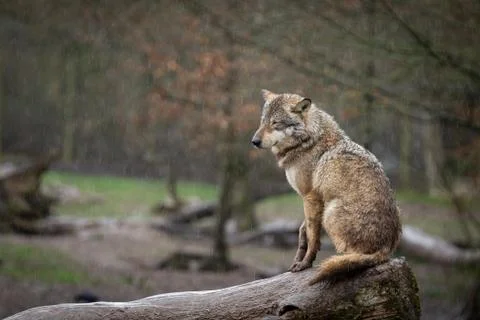 Grey wolf in the forest Stock Photos