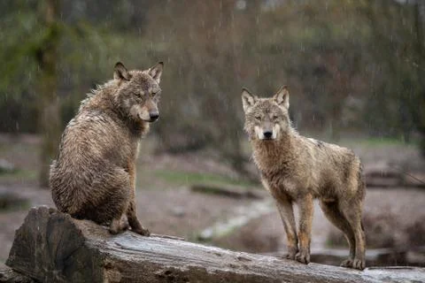 Grey wolf in the forest Foto stock