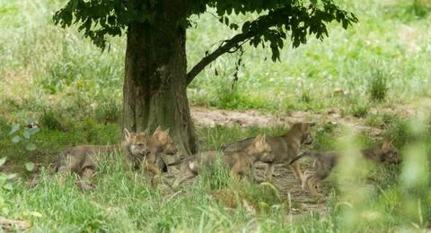 Grey wolf in the forest Foto stock