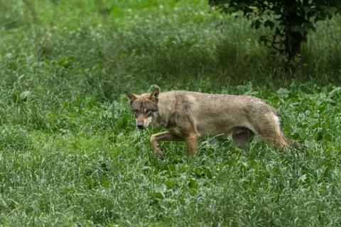 Grey wolf in the forest Stock Photos