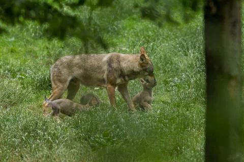 Grey wolf in the forest Foto stock