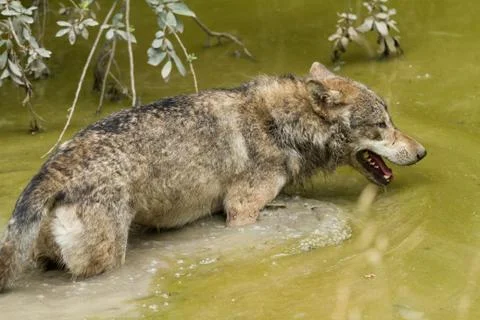 Grey wolf in the forest Foto stock