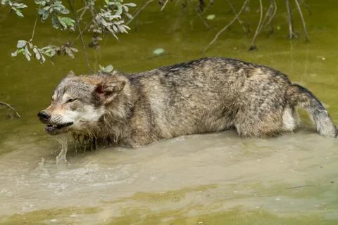 Grey wolf in the forest Stock Photos