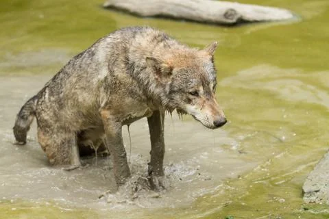 Grey wolf in the forest Stock Photos