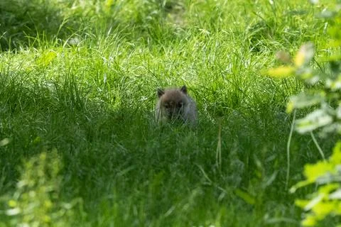 Grey wolf in the forest Stock Photos