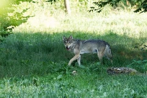 Grey wolf in the forest Stock Photos