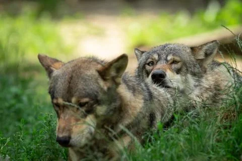 Grey wolf in the forest Stock Photos