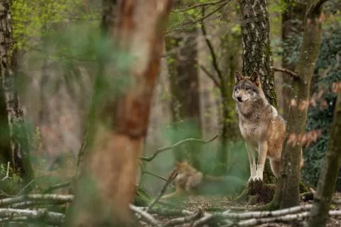 Grey wolf in the forest Stock Photos