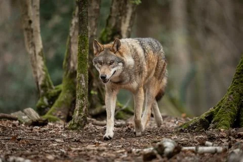Grey wolf in the forest Foto stock