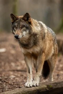 Grey wolf in the forest Stock Photos