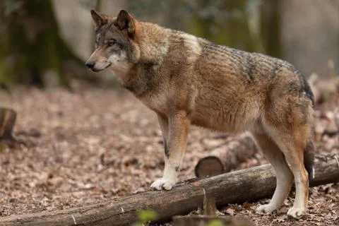 Grey wolf in the forest Stock Photos